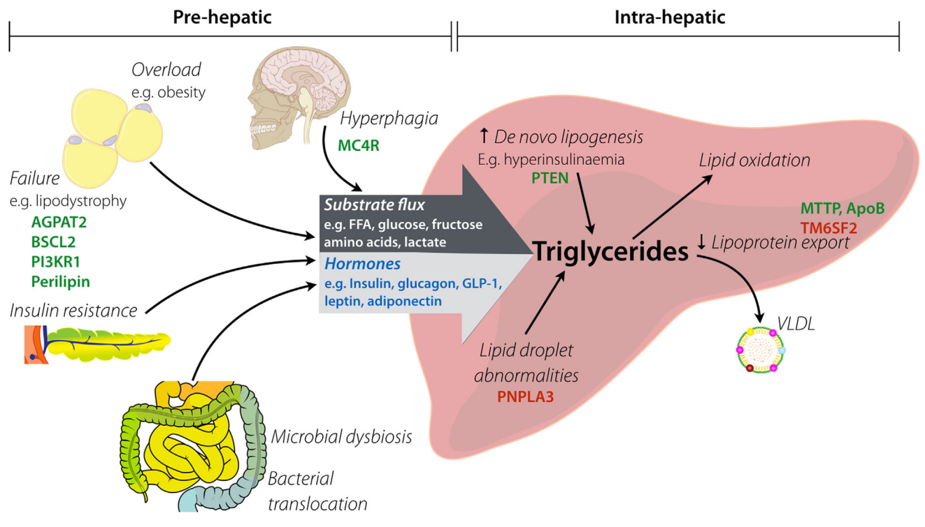 gut-microbe-and-non-alcoholic-fatty-liver-disease-live