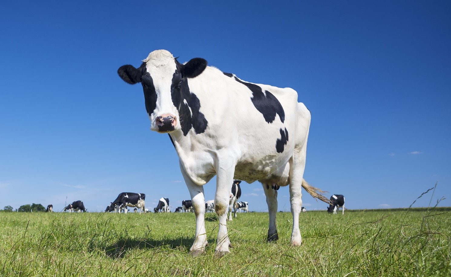 Effects of probiotics on immunity and rumen function – Live ...